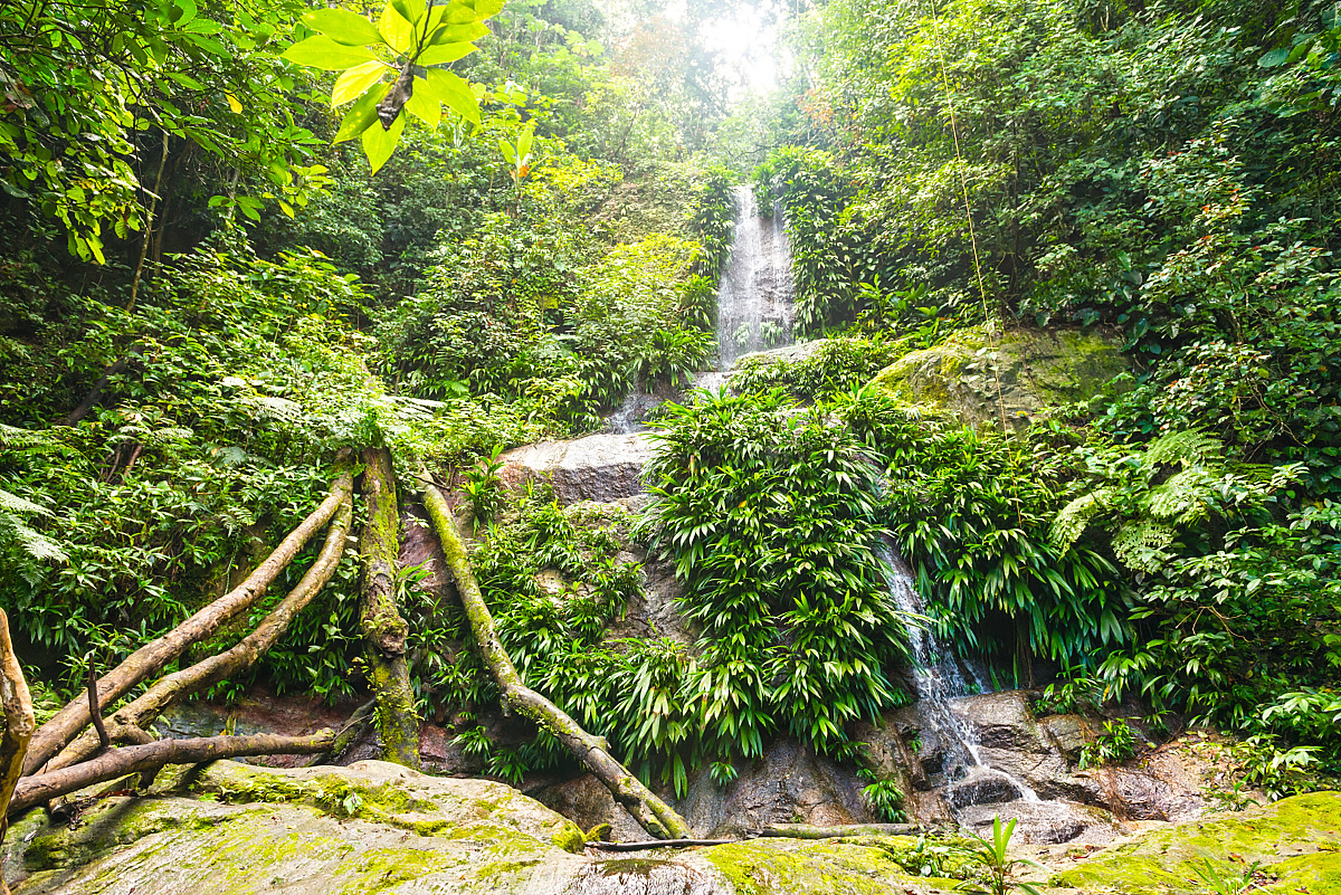 海南呀诺达雨林位于北纬18度的热带雨林,是海南岛五大热带雨林之一,被
