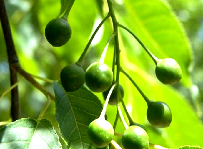 农村的臭李子能吃么,有什么功效和作用?