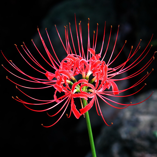 b,你是一个独立,有自己思想体系的人,所以你是一