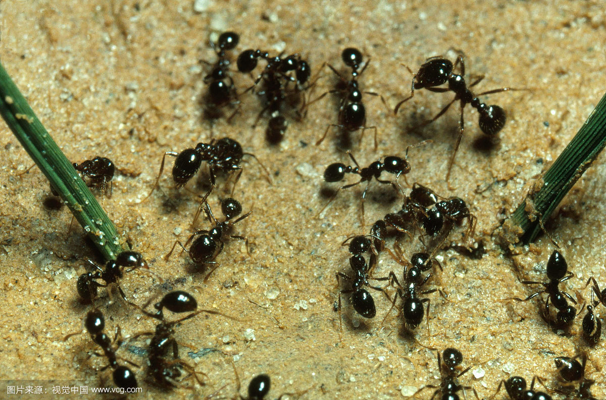 将军上茅房时发现一群蚂蚁,立即对属下说:赶紧撤退,违令者斩