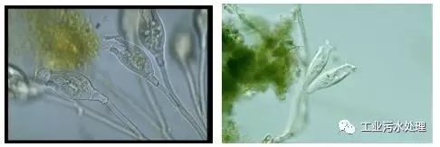 好氧生物相观察-固着型纤毛虫