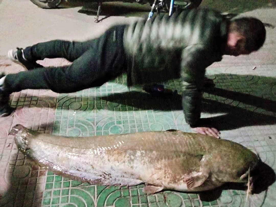 长江巨鲶鱼事件图片