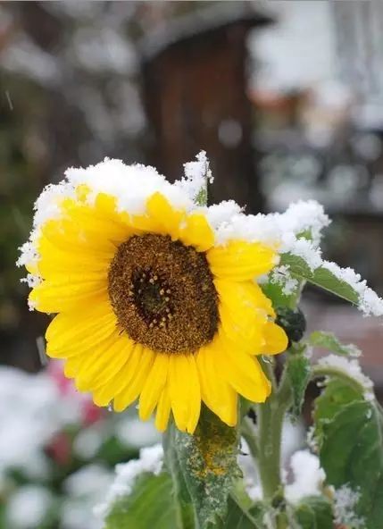 冬天来了,送你难得一见的雪中花,美呆了!