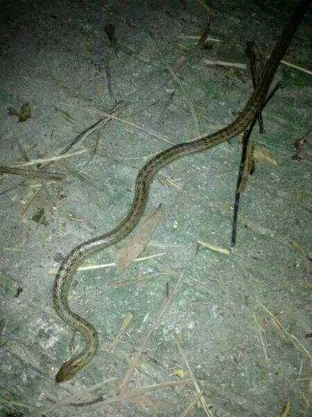 晚上跑步踩到了蛇,吓尿