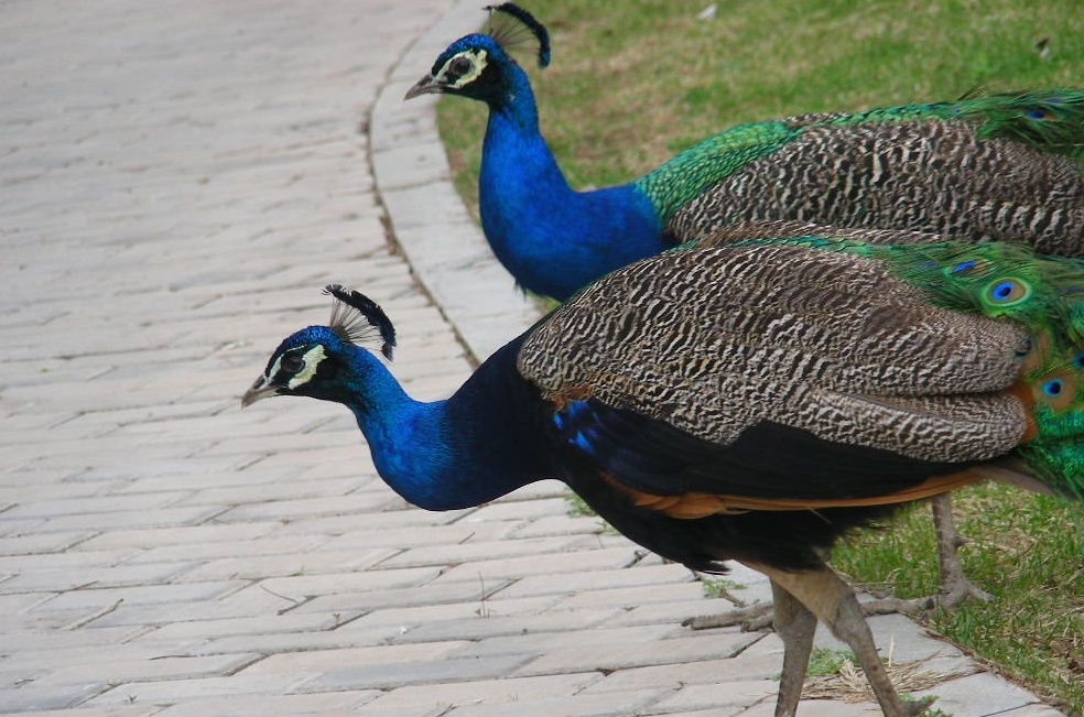 对孔雀鸡你了解多少?孔雀鸡知识大全