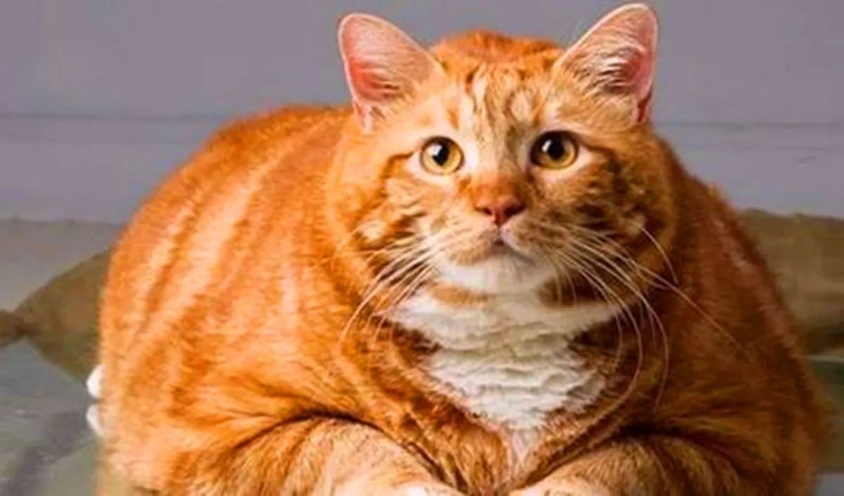 16岁高龄橘猫宝刀未老,霸气击退两只郊狼,铲屎官看监控吓傻