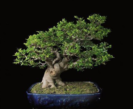 春季为小石积老桩最佳移栽时期,小石积繁殖以播种为主