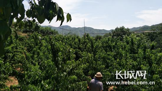 赞皇土门乡商瑞英:带领乡亲奔小康