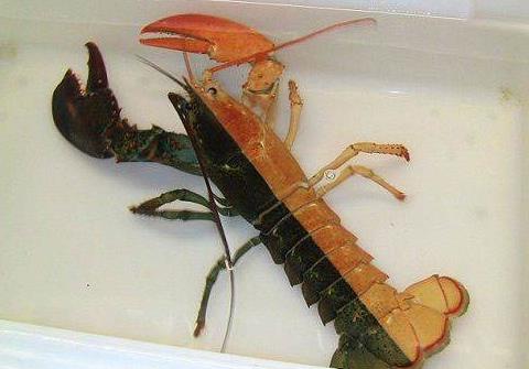 这种现象在自然界中相当罕见,从概率上来讲,人们只有从五千多万只龙虾