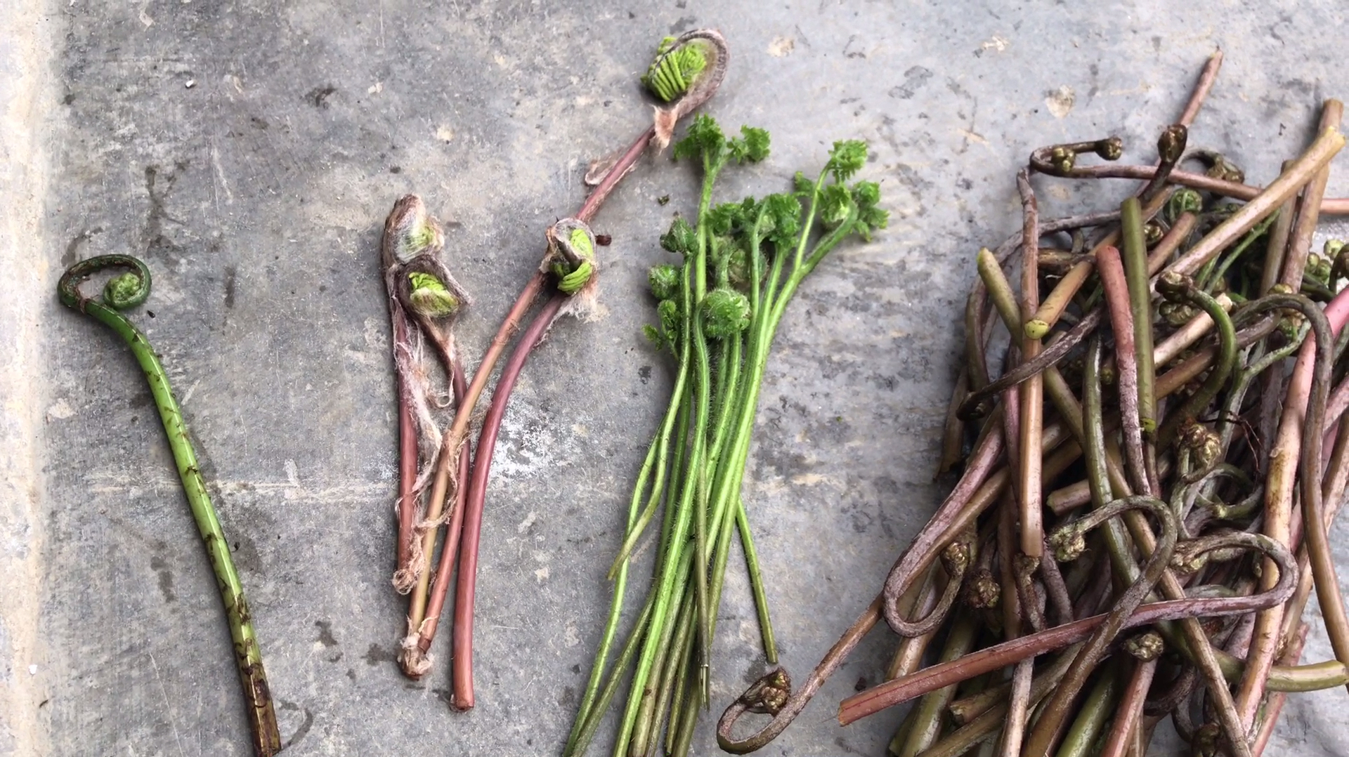 4种不同的蕨菜,哪种能吃,哪种不能吃,求大神科普、解答