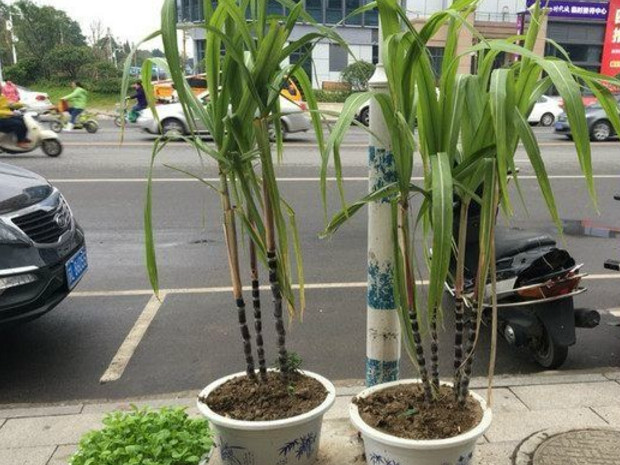 吃甘蔗时头尾别丢,扔花盆里,不但长出大甘蔗,寓意还很好
