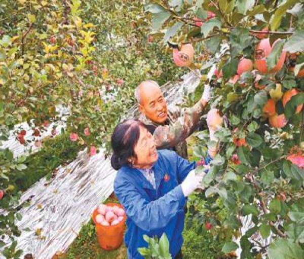 二仙坡苹果满枝头(秋收一线)