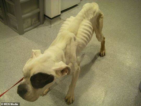 凄惨!斗牛犬遭主人饿成皮包骨后遗弃