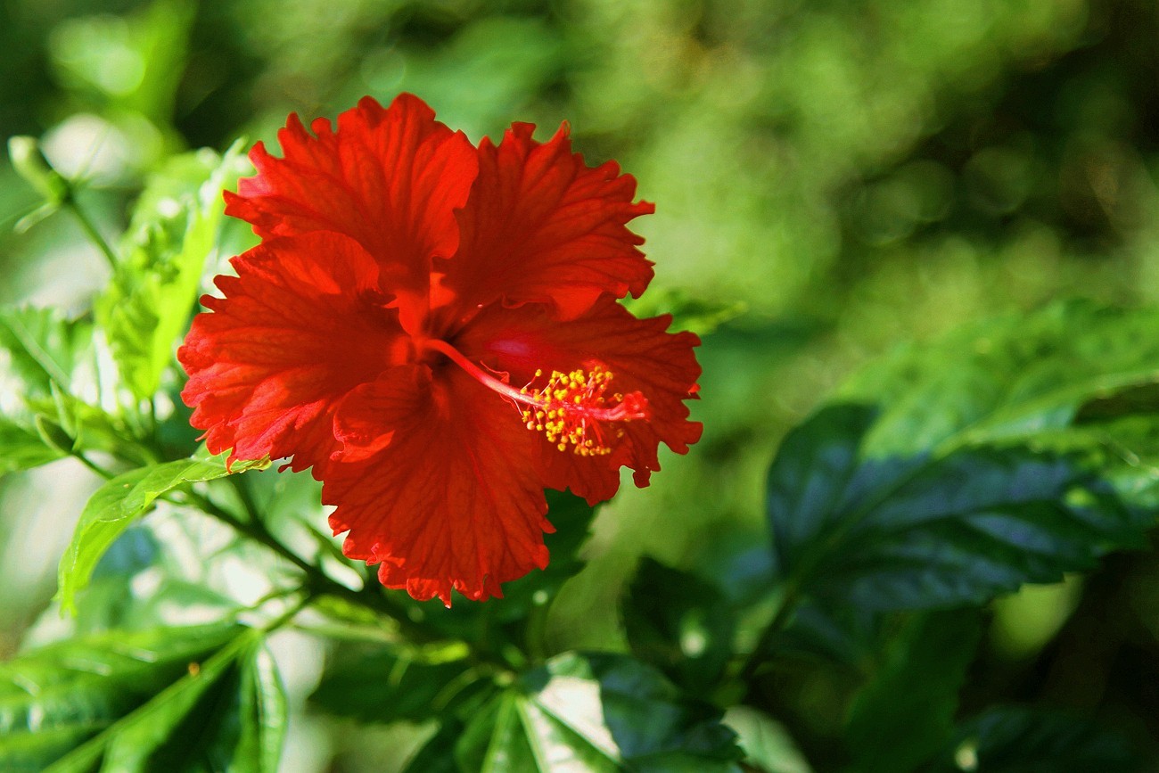 颜值比牡丹,好养花又繁的朱瑾(扶桑花)十分适合新手花友栽种!