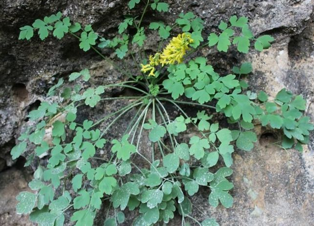 今年就给大家分享一种叫石生黄堇的野草,因为它的价值太高了,居然卖到