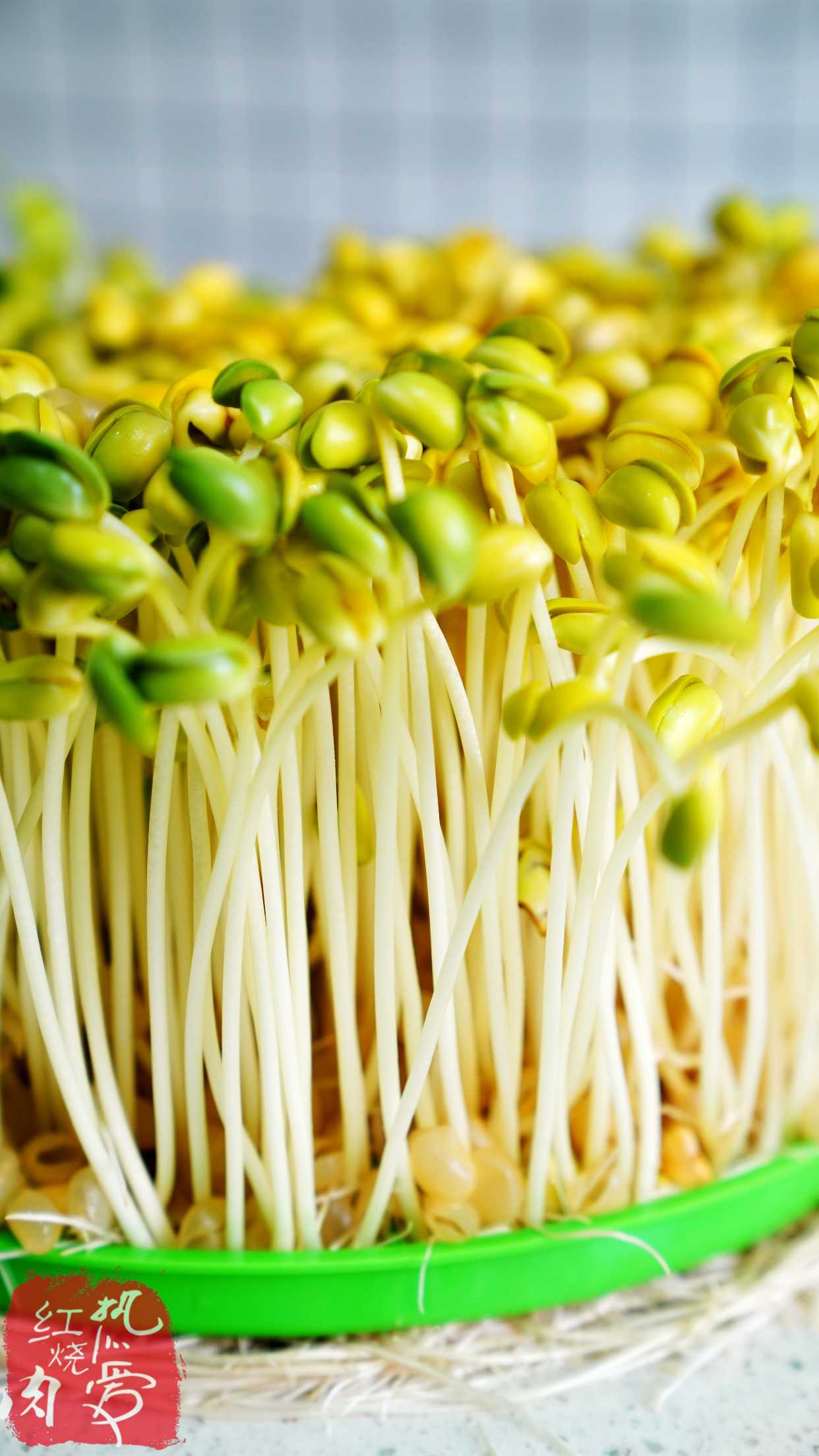 用了我这办法,发黄豆芽不会变臭一次就成功,五天就长15厘米高!