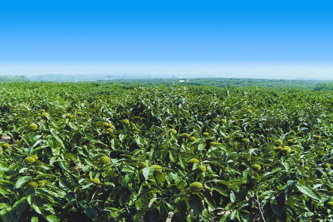 莒南板栗:"千果之王"诞生记