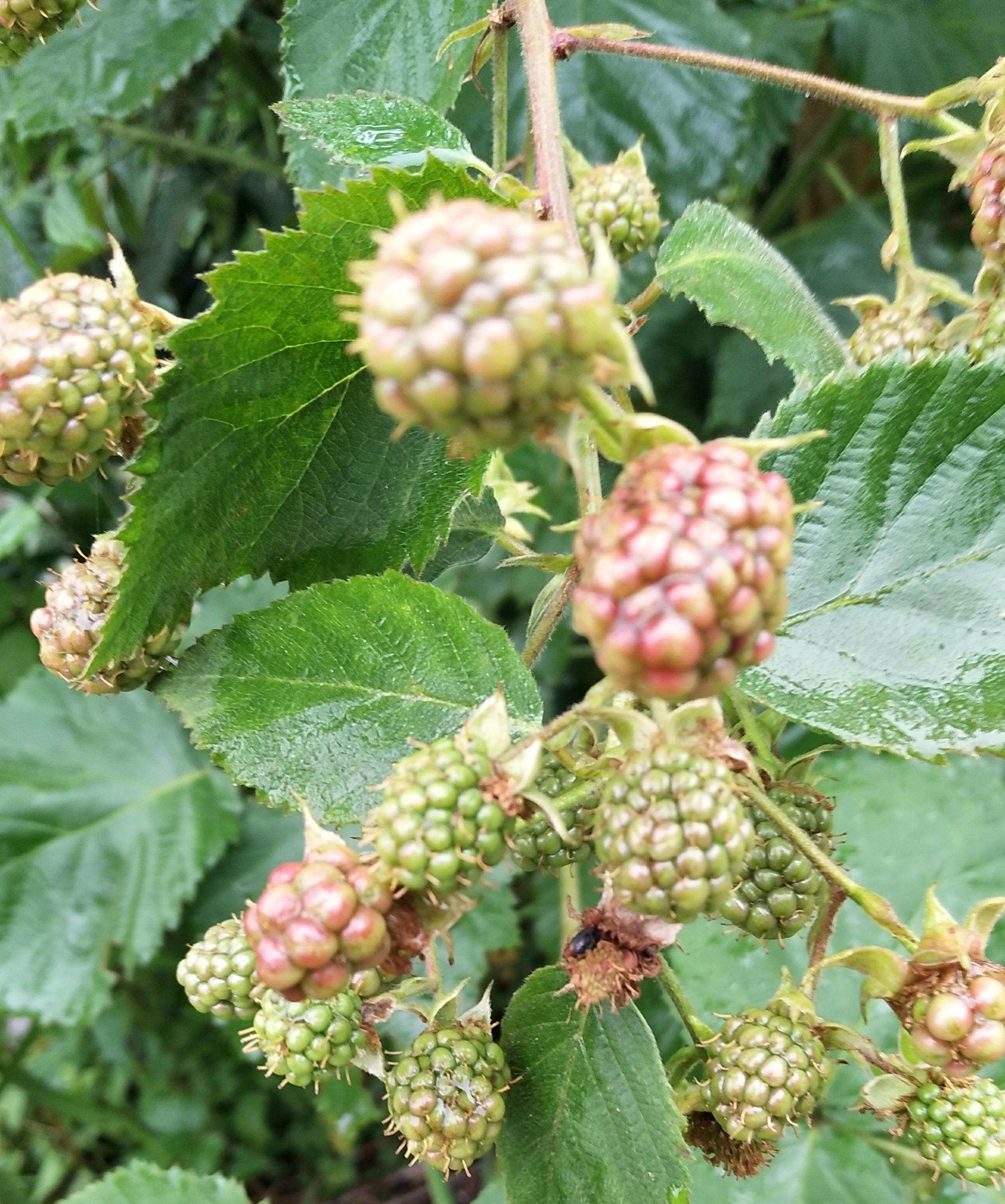 [原创]发现原生态植物野山莓