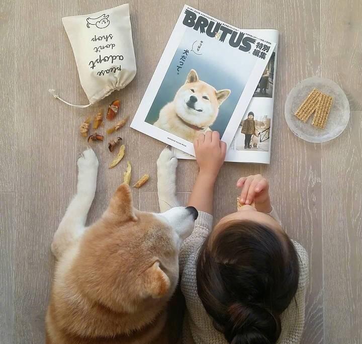 五岁女孩和柴犬成最亲密伙伴,整日形影不离,画风真美