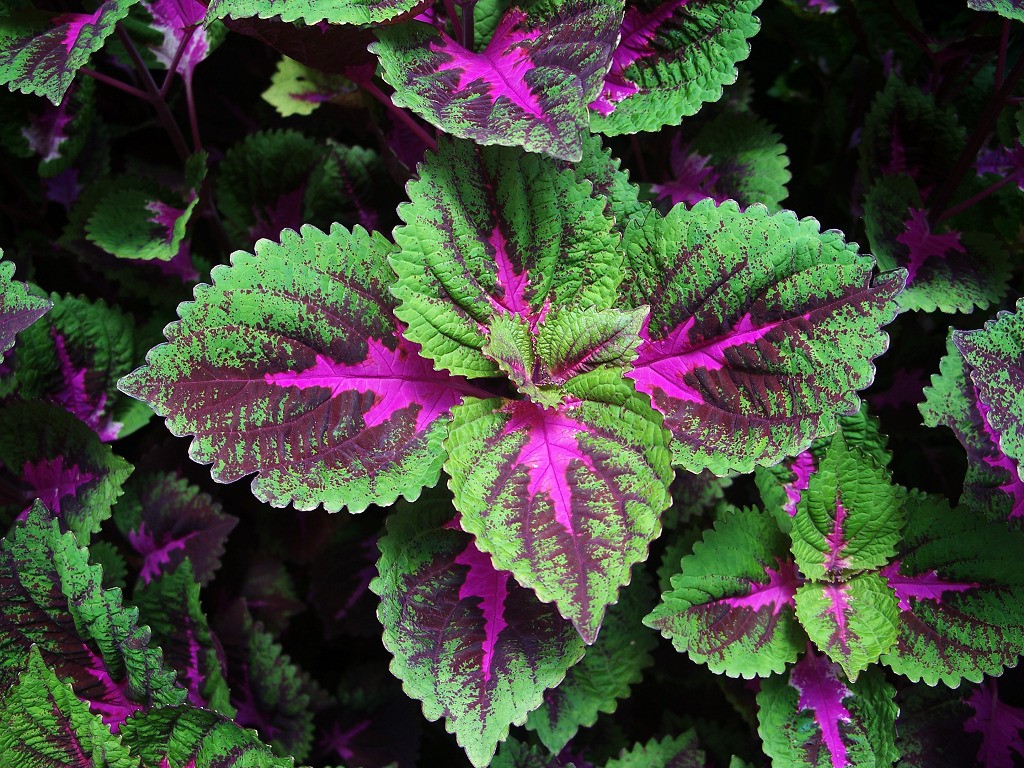 哪种观叶植物最适合居家栽种?或许是叶色斑斓美如花的彩叶草!