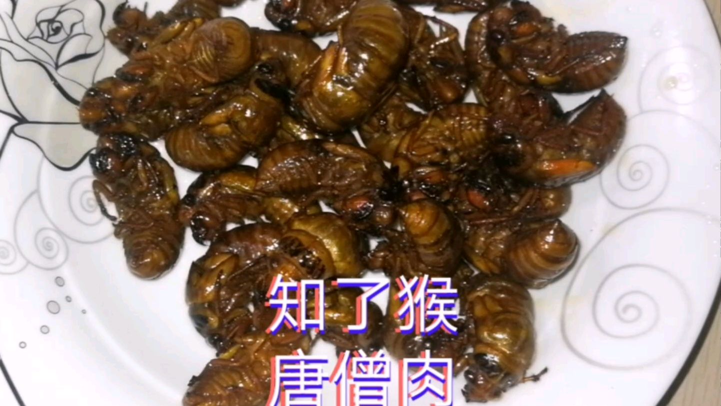 知了猴又叫爬蚱、金蝉子、唐僧肉,到底怎样做才地道,它算野味吗