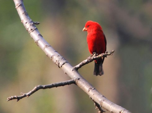 名副其实的"朱雀"——血雀