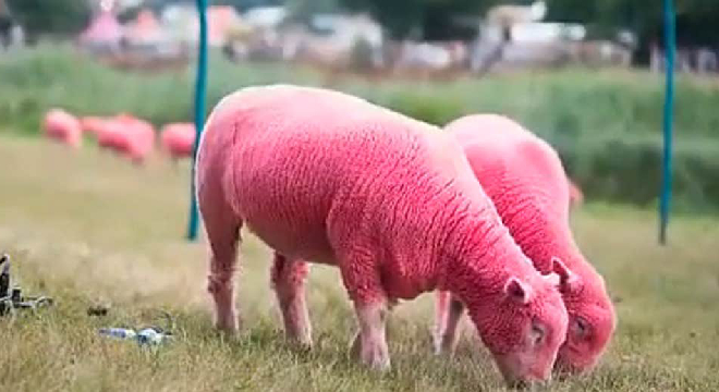 英国音乐节将绵羊染成粉红色被控虐待动物