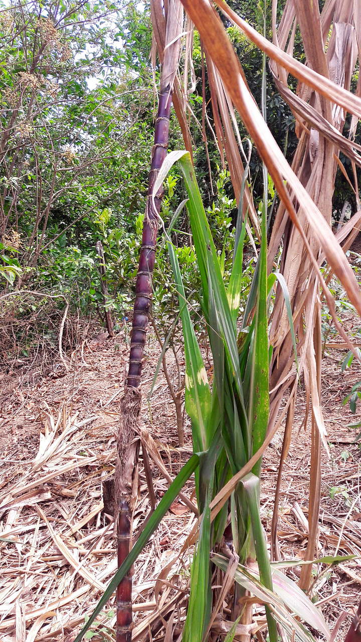了解其生长环境对于野生菌类的采集和人工栽