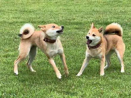 两只柴犬在打架,结果其中一只居然偷偷放大招,笑喷了!