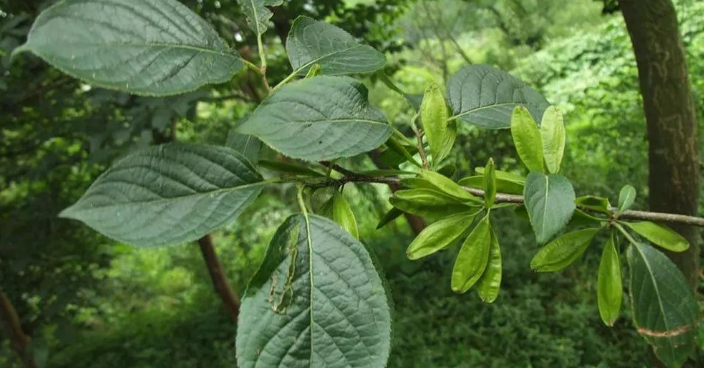 谁说北方无"贵树"?10大珍贵树种,买到苗就种,发展前景好