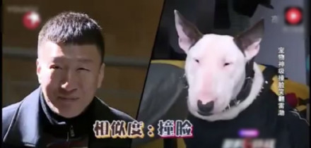 黄磊在《小欢喜》中调侃孙红雷像牛头梗,撞脸动物明星有很多