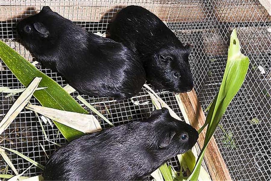 中华黑豚鼠养殖技术图片