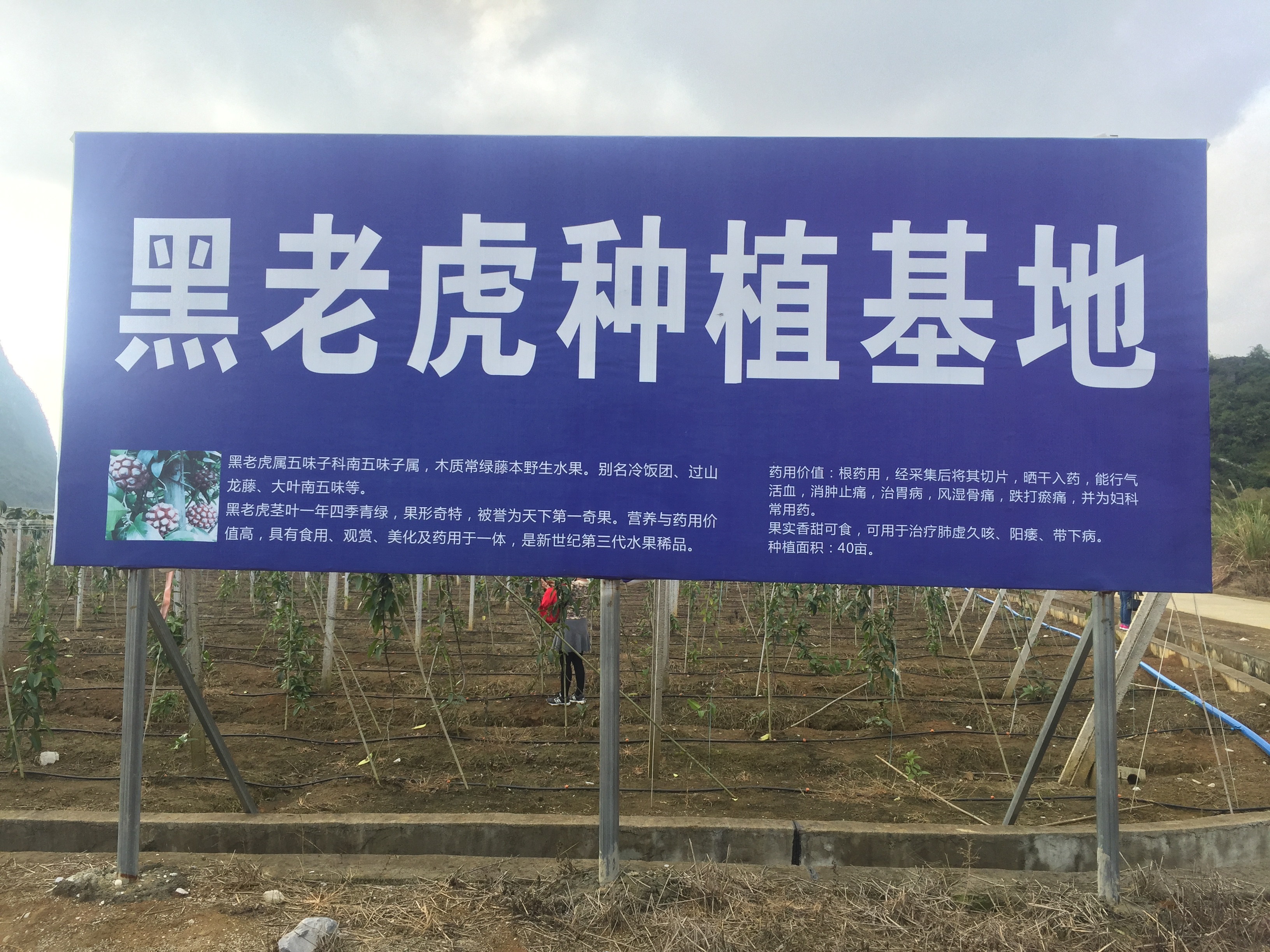 黑老虎种植,全身是宝,目前市场价60元左右,你见过吗?