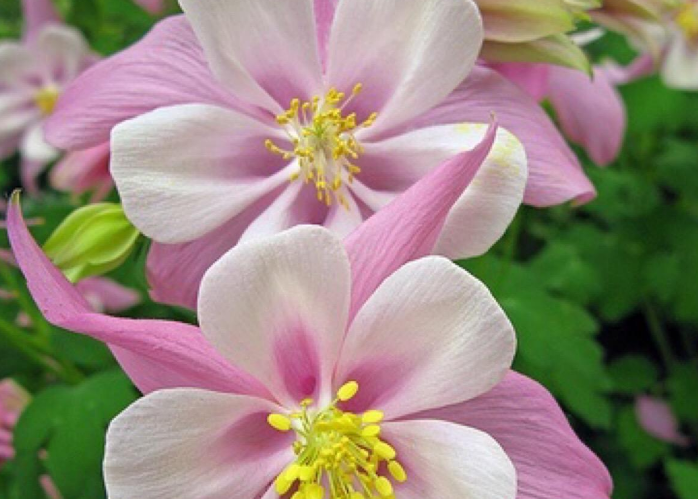 耧斗菜主根直下生长强健,株高可达40~80厘米,茎干具细绒毛