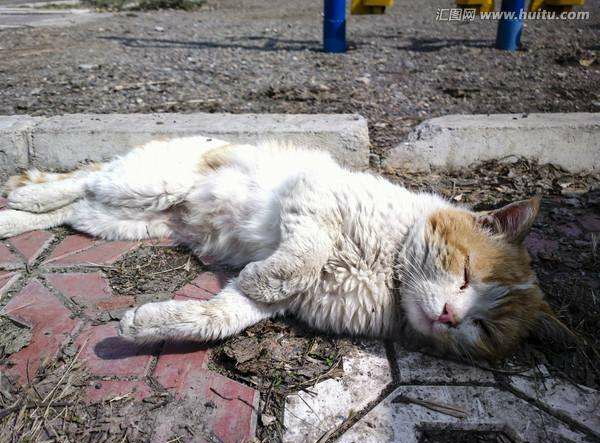 一只被遗弃猫的绝望