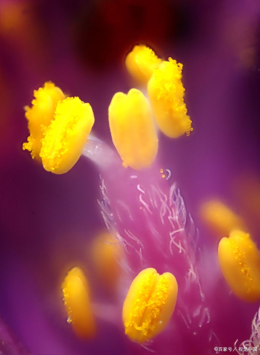 显微镜与花粉:解密植物世界的微观奥秘