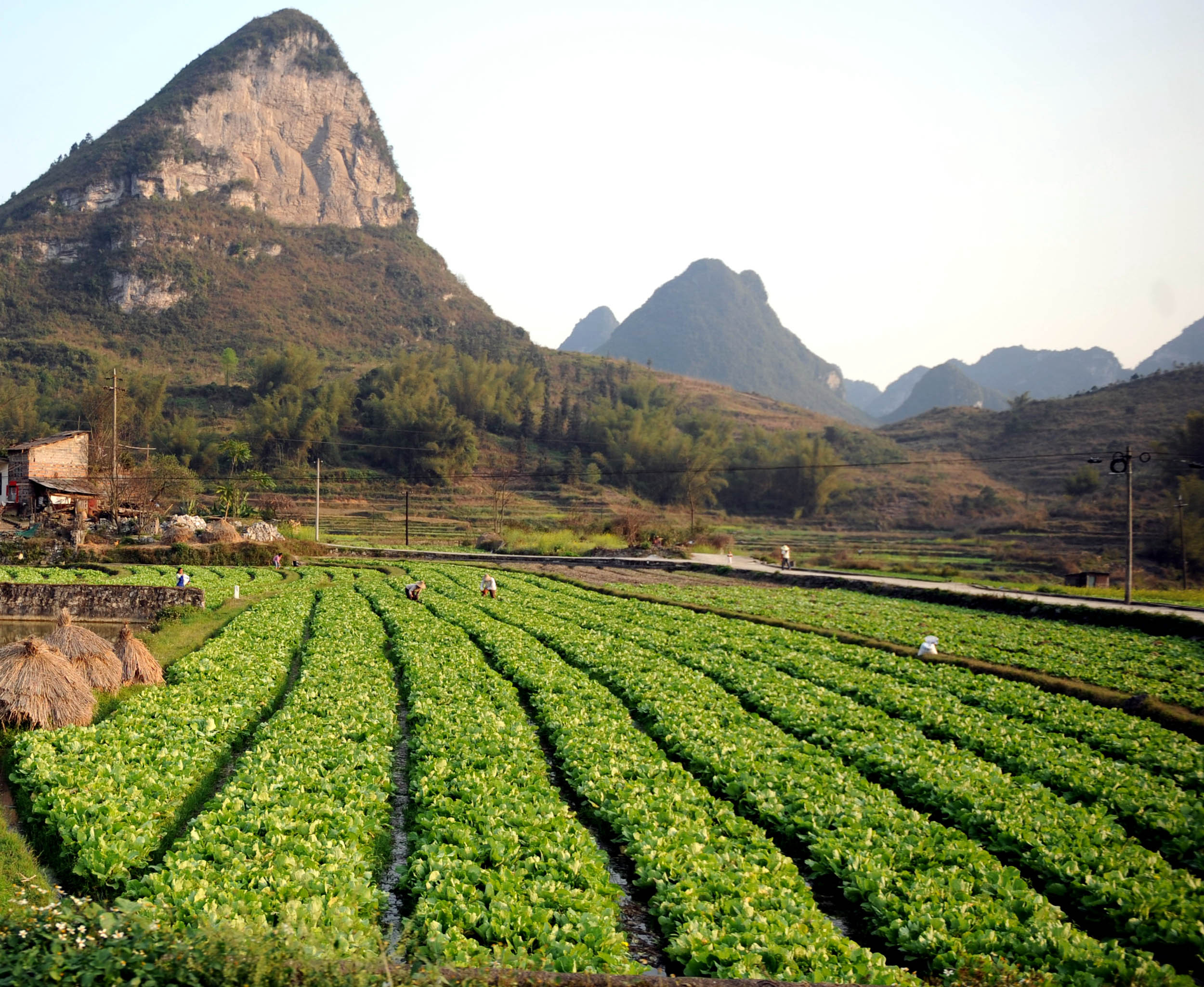 互动)(14)从秃山到青山的蝶变——广西石漠化治理10年再现发展生机