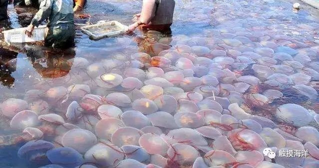 蜇人的"水晶伞",细谈海边随处可见的美丽生物——海蜇