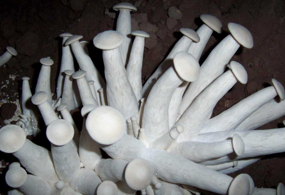 金福菇味甜鲜美,是这样栽培的