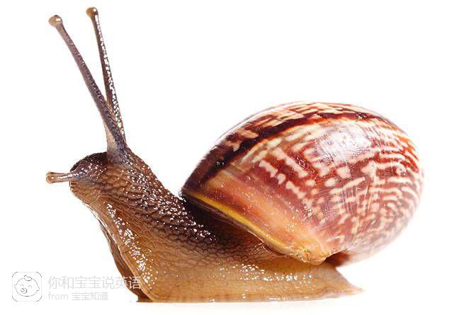 "你和宝宝说英语"每日一词:antenna, feeler, tentacle,三个"触角"