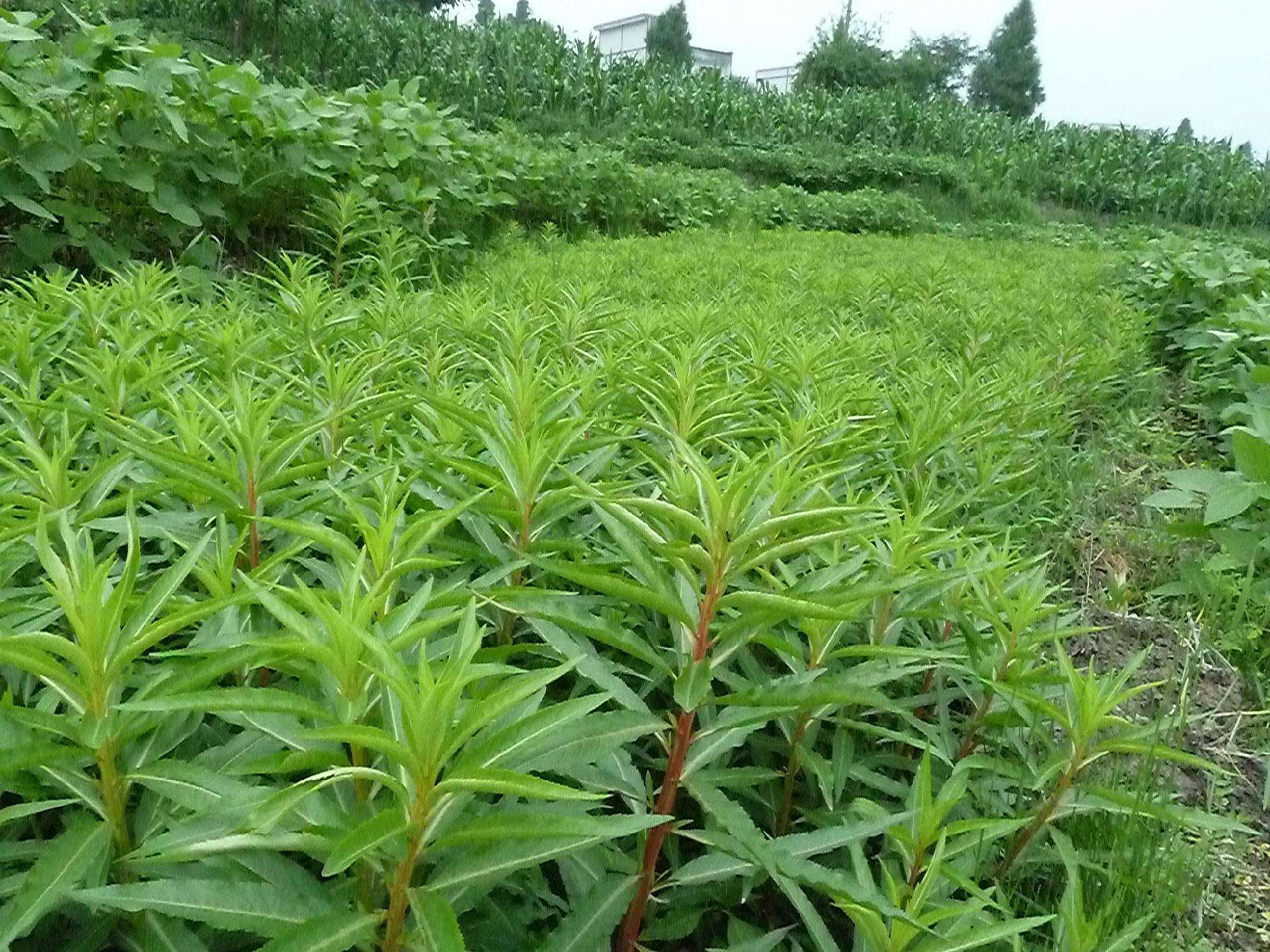 贵州神仙草图片