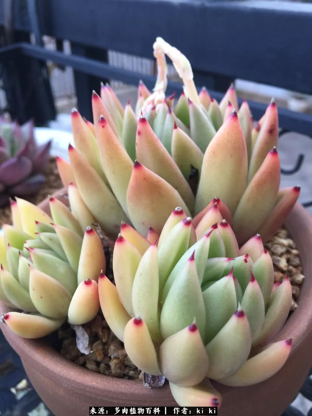 新入的沙罗姬牡丹 下面两张是自制的多肉花盆拼的小花园,以后找机会