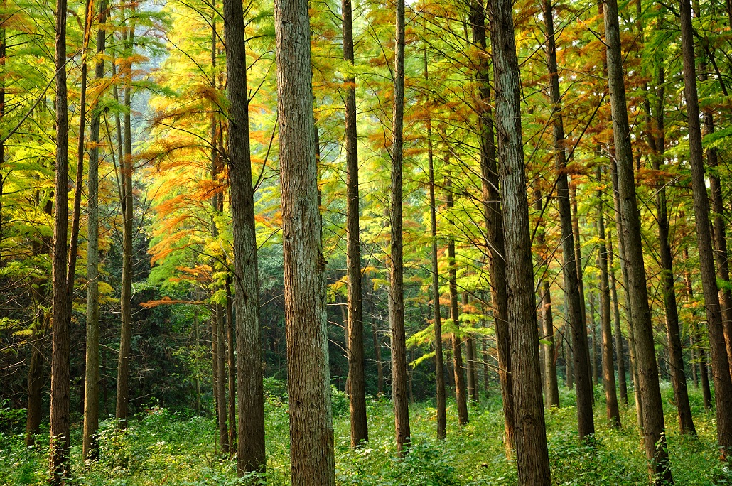 杉树- 热门商品专区