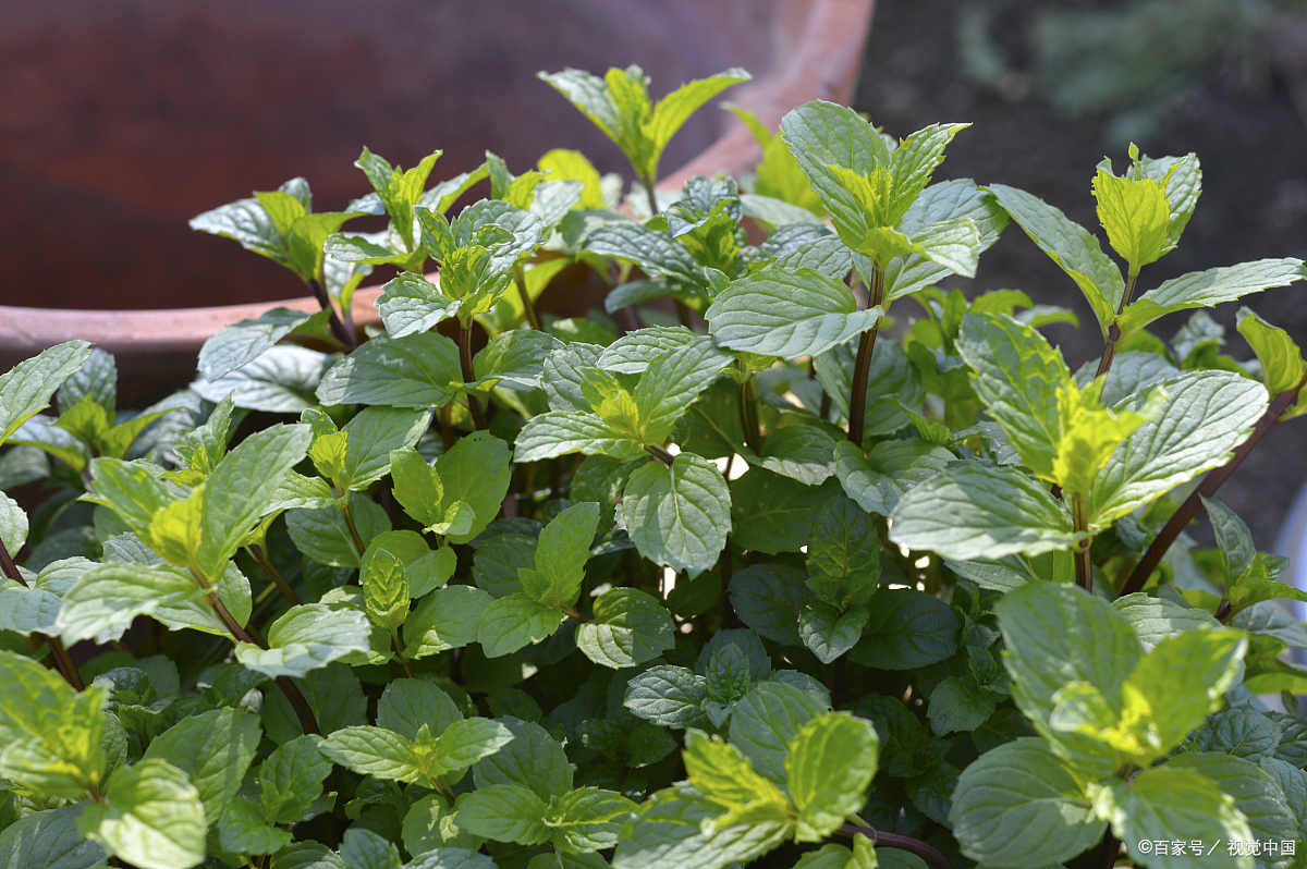 七叶莲浇水的正确方法