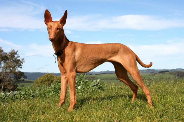 法老王猎犬,它们是人们研究犬类历史不可多得的财富与瑰宝