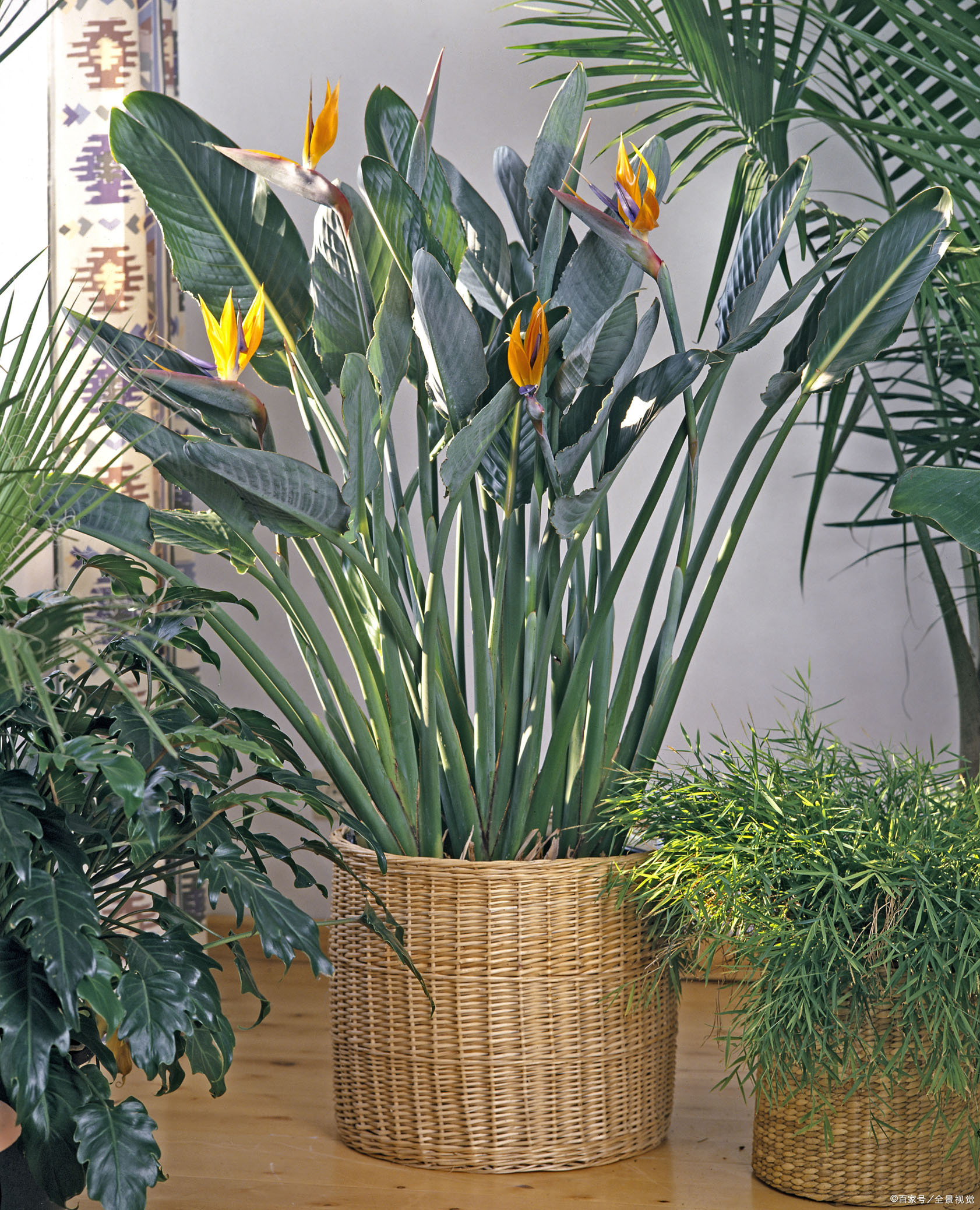 鹤望兰 造价类别 - 2020年最新商品信息聚合专区 - 百度爱采购