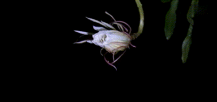 四,昙花,属仙人掌科植物.开花时间:3~4小时.一年能开:3~4次花.