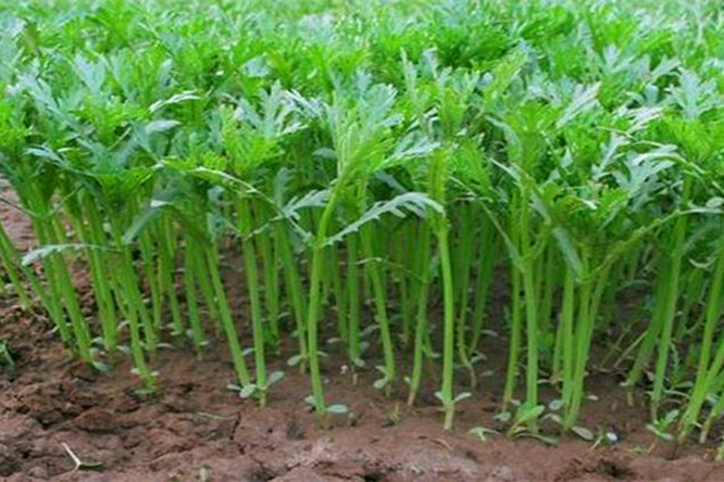 茼蒿种植如何获高产?种子,季节,方法与管理,一样都不能少