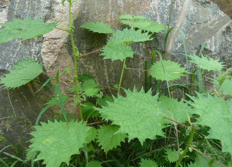 农村"蝎子草",人和动物避之不及,却是治病良方,但要谨慎使用