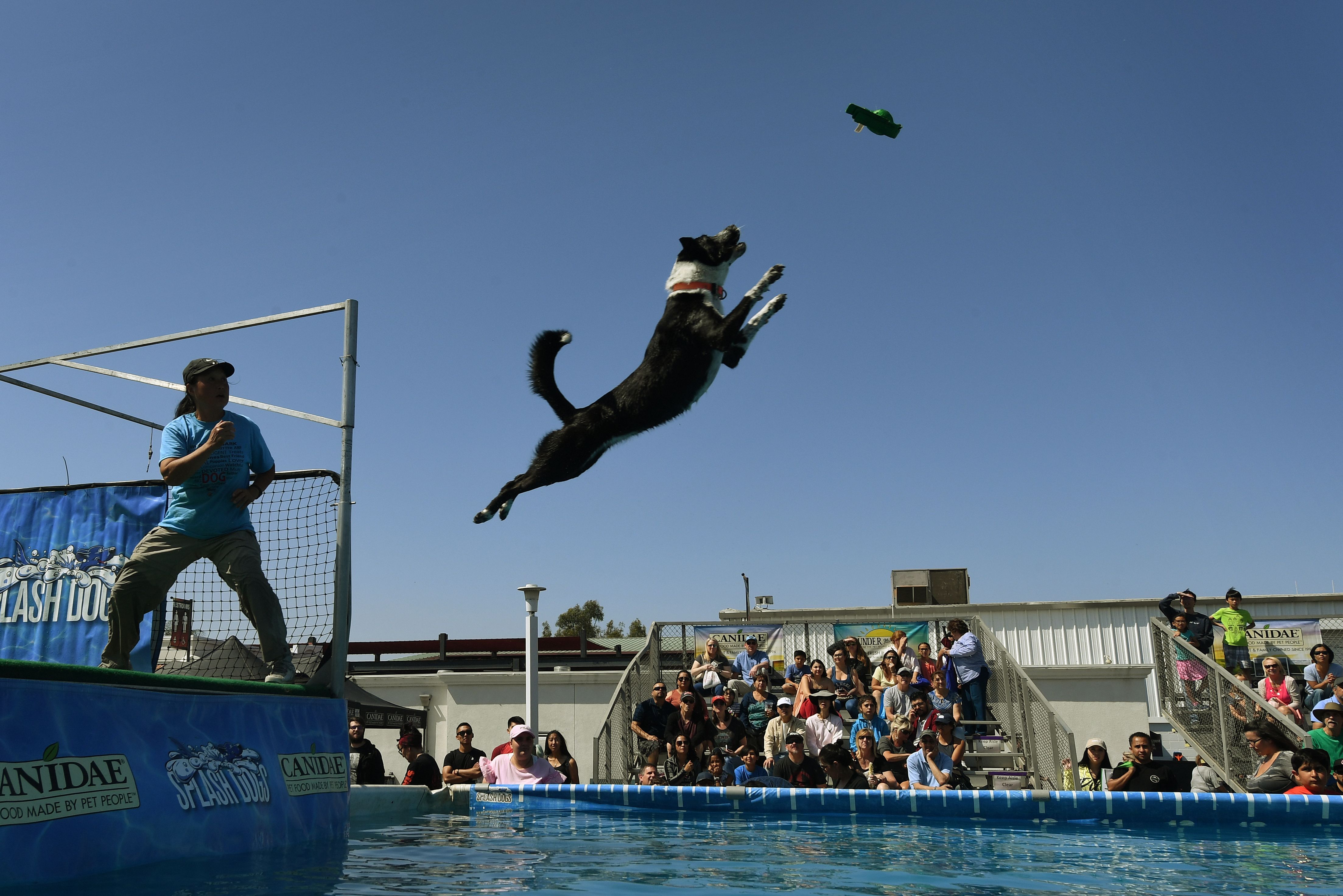 狗狗跳跃水池比赛(1)